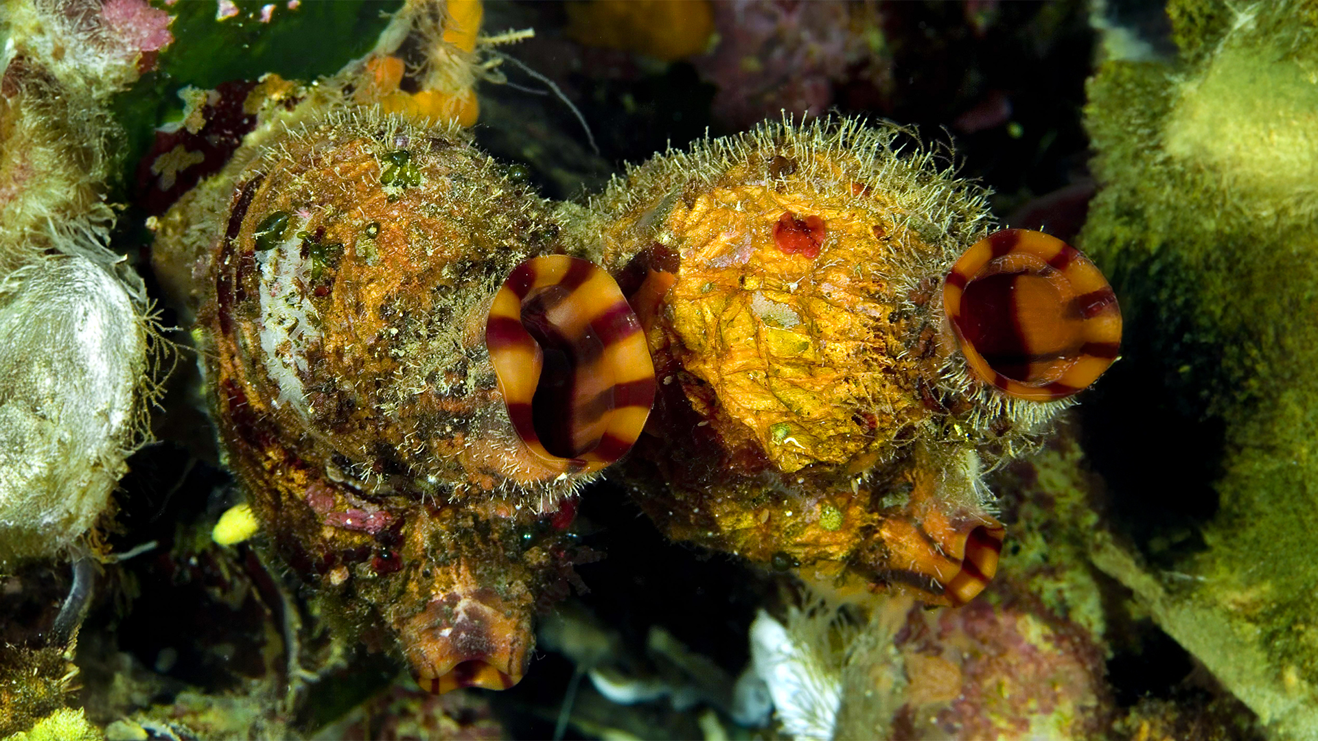 Beynini Yiyen Canlıdan Yapay Zekaya: Hareket Varsa Zeka Vardır